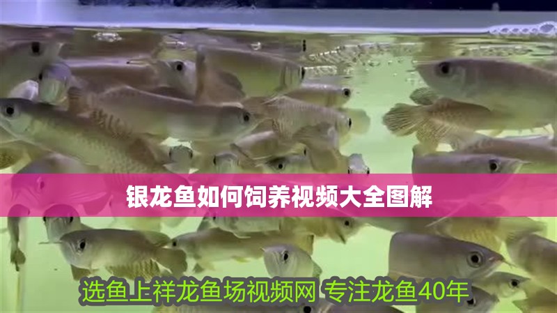 銀龍魚如何飼養視頻大全圖解