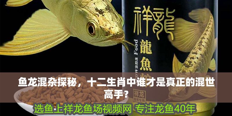 魚龍混雜探秘，十二生肖中誰才是真正的混世高手？