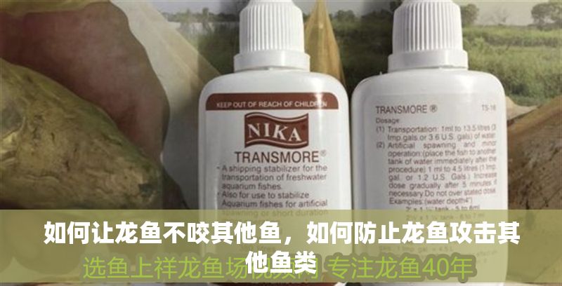 如何讓龍魚不咬其他魚，如何防止龍魚攻擊其他魚類