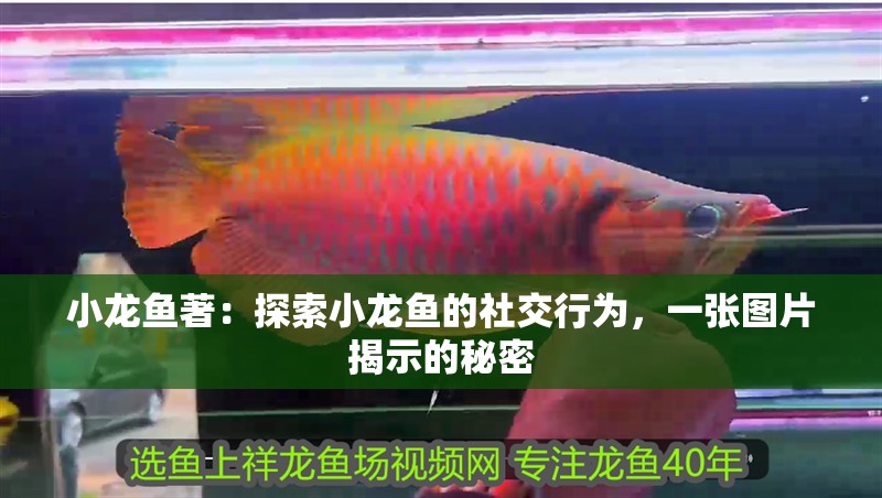 小龍魚(yú)著：探索小龍魚(yú)的社交行為，一張圖片揭示的秘密