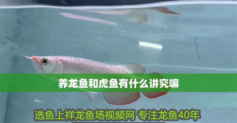 養(yǎng)龍魚和虎魚有什么講究嘛