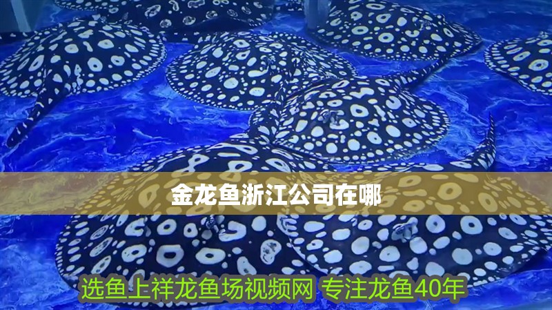金龍魚<strong><mark>浙江</mark></strong>公司在哪