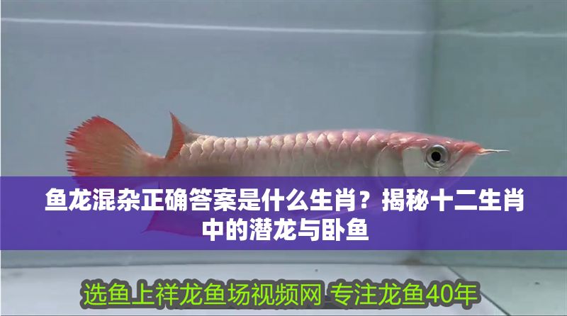 魚龍混雜正確答案是什么生肖？揭秘十二生肖中的潛龍與臥魚