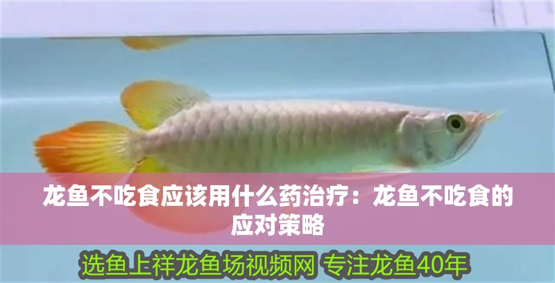 龍魚不吃食應該用什么藥治療：龍魚不吃食的應對策略