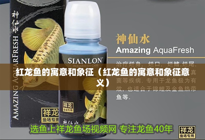 紅龍魚的寓意和象征（紅龍魚的寓意和象征意義）
