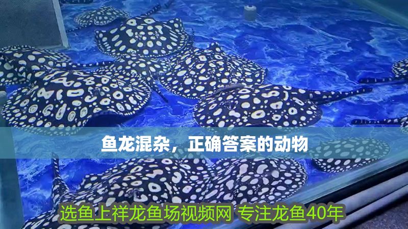 魚龍混雜,正確答案的動物 龍魚百科 第1張 魚龍混雜,正確答案的動物 魚龍混雜,正確答案的動物 龍魚百科 第1張