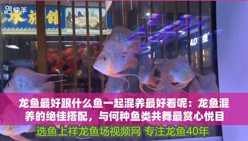 龍魚最好跟什么魚一起混養最好看呢：龍魚混養的絕佳搭配，與何種魚類共舞最賞心悅目