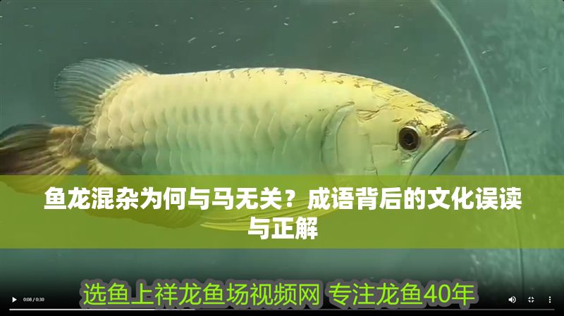 魚龍混雜為何與馬無關？成語背后的文化誤讀與正解