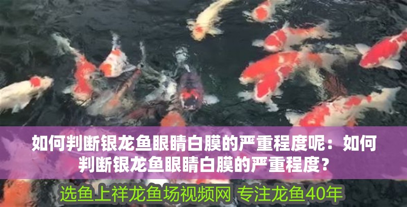 如何判斷銀龍魚眼睛白膜的嚴重程度呢：如何判斷銀龍魚眼睛白膜的嚴重程度？