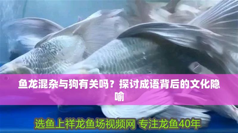 魚龍混雜與狗有關嗎？探討成語背后的文化隱喻