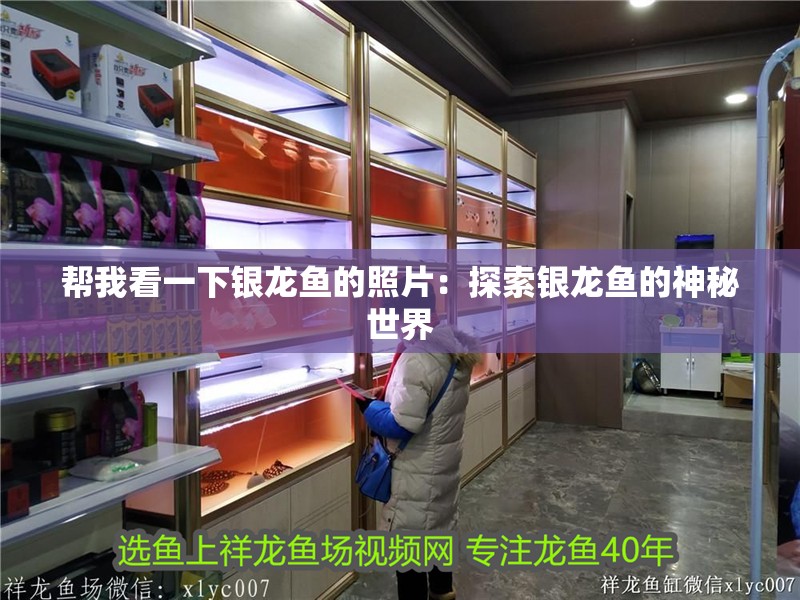 幫我看一下銀龍魚的照片：探索銀龍魚的神秘世界