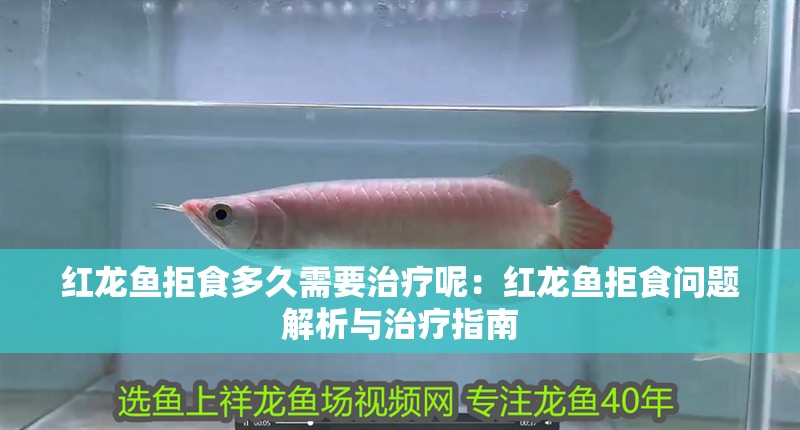 紅龍魚拒食多久需要治療呢：紅龍魚拒食問題解析與治療指南