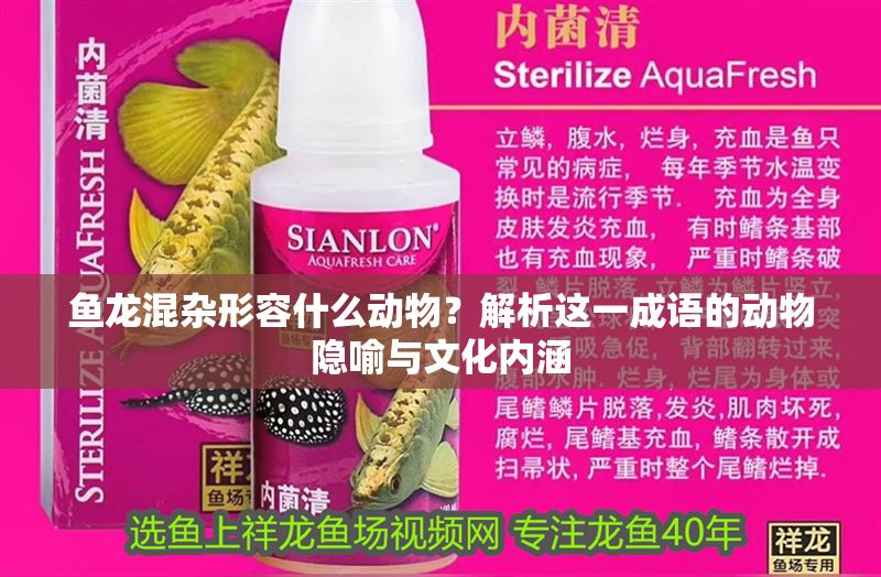 魚龍混雜形容什么動(dòng)物？解析這一成語的動(dòng)物隱喻與文化內(nèi)涵