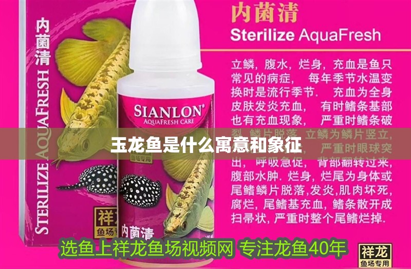 玉龍魚(yú)是什么寓意和象征