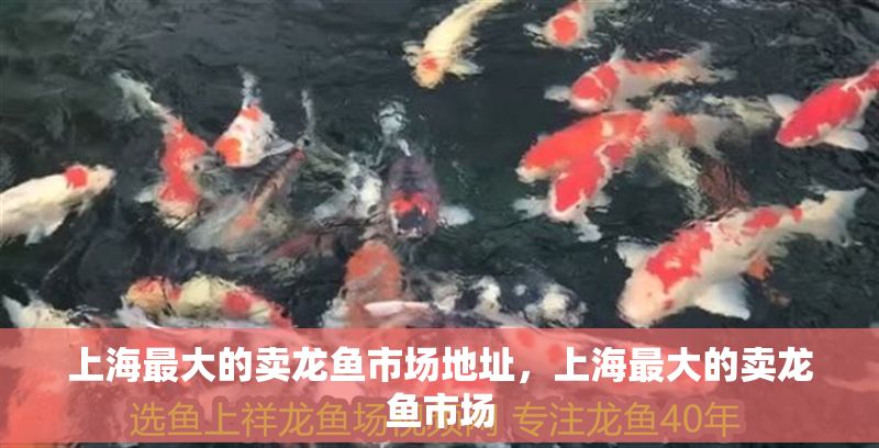 上海最大的賣龍魚市場地址，上海最大的賣龍魚市場