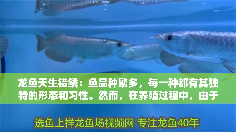 龍魚天生錯(cuò)鱗：魚品種繁多，每一種都有其獨(dú)特的形態(tài)和習(xí)性。然而，在養(yǎng)殖過程中，由于環(huán)境、飼料、疾病等多種因素的影響，一些龍魚品種可能會(huì)出現(xiàn)錯(cuò)鱗的現(xiàn)象。本文將探討哪些龍魚品種容易錯(cuò)鱗，并提供相應(yīng)的預(yù)防措施：龍魚養(yǎng)殖技術(shù)：龍魚錯(cuò)鱗的預(yù)防