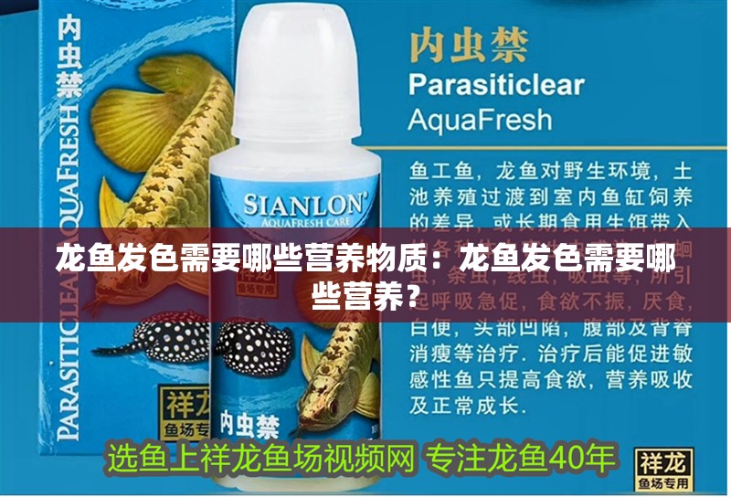 龍魚發色需要哪些營養物質：龍魚發色需要哪些營養？