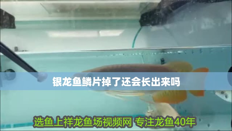 銀龍魚鱗片掉了還會長出來嗎