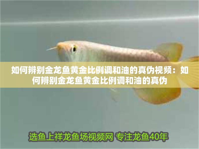 如何辨別金龍魚黃金比例調和油的真偽視頻：如何辨別金龍魚黃金比例調和油的真偽