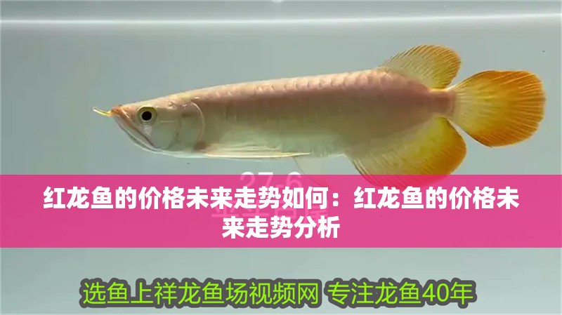 紅龍魚的價格未來走勢如何：紅龍魚的價格未來走勢分析