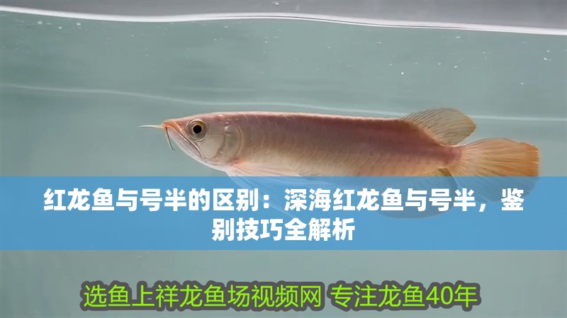 紅龍魚(yú)與號(hào)半的區(qū)別：深海紅龍魚(yú)與號(hào)半，鑒別技巧全解析