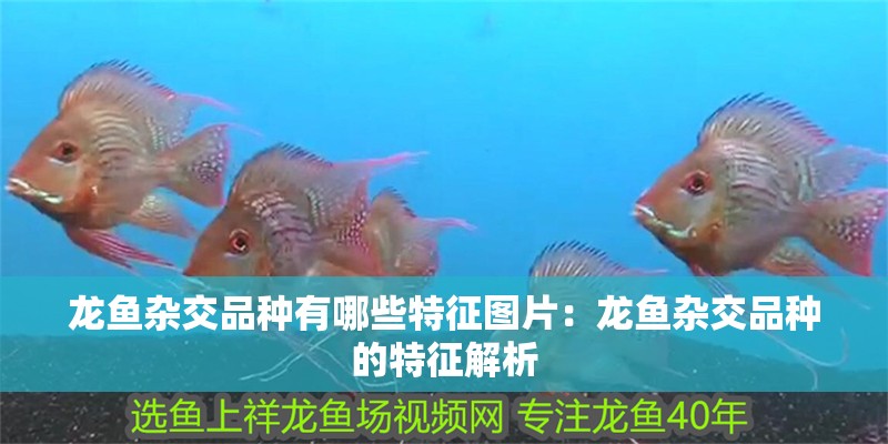 龍魚雜交品種有哪些特征圖片：龍魚雜交品種的特征解析