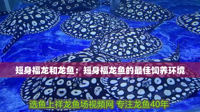 短身福龍和龍魚：短身福龍魚的最佳飼養環境