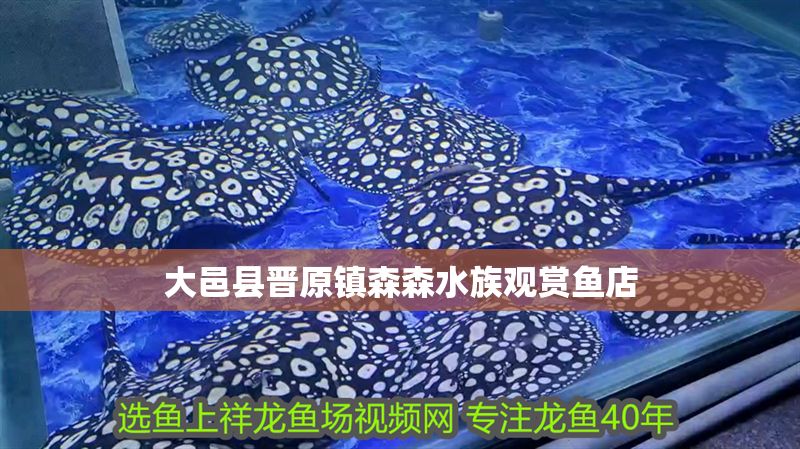 大邑縣晉原鎮森森水族觀賞魚店