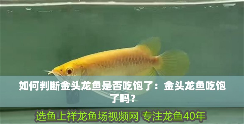 如何判斷金頭龍魚是否吃飽了：金頭龍魚吃飽了嗎？