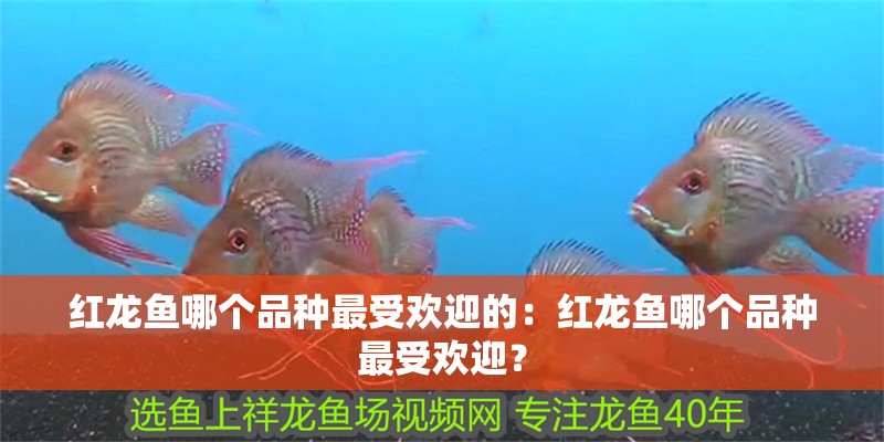 紅龍魚哪個品種最受歡迎的：紅龍魚哪個品種最受歡迎？