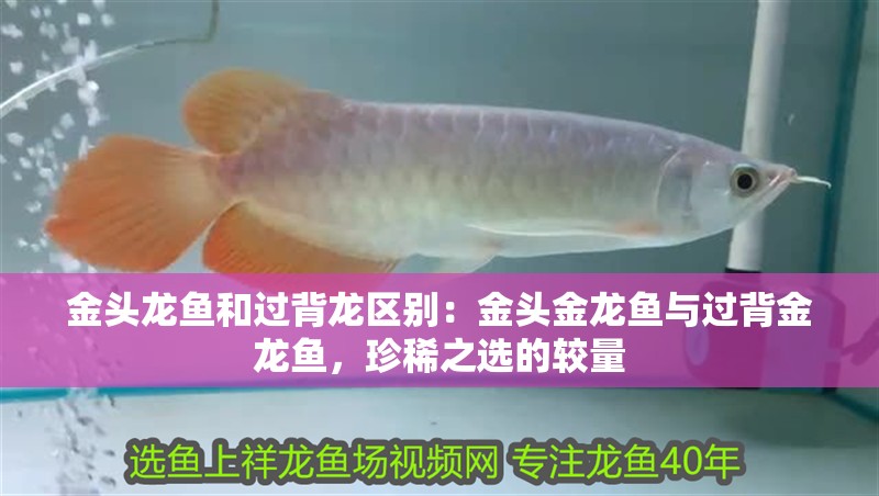 金頭龍魚和過背龍區別：金頭金龍魚與過背金龍魚，珍稀之選的較量