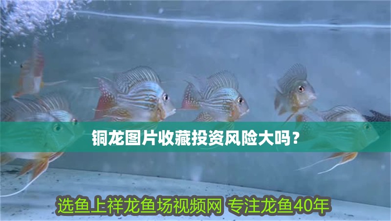 銅龍圖片收藏投資風險大嗎？