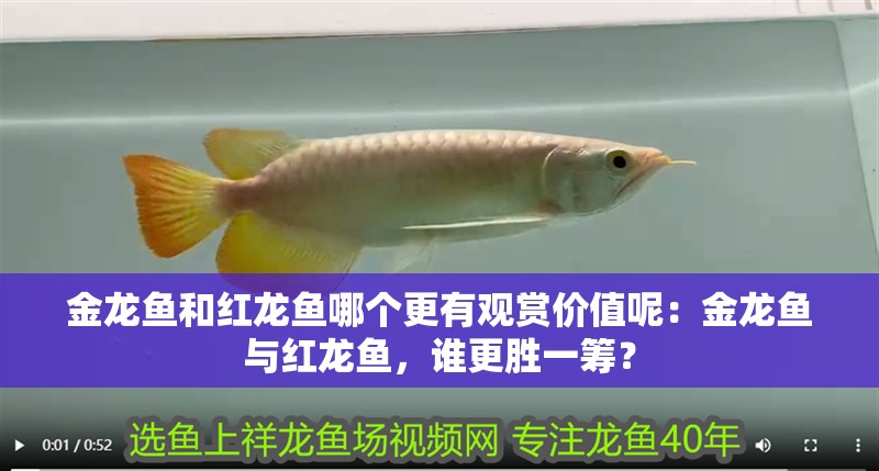 金龍魚和紅龍魚哪個更有觀賞價值呢：金龍魚與紅龍魚，誰更勝一籌？