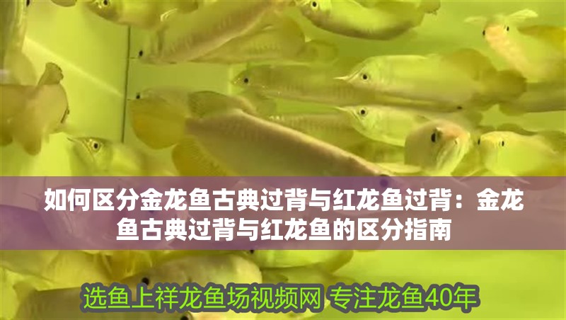 如何區分金龍魚古典過背與紅龍魚過背：金龍魚古典過背與紅龍魚的區分指南