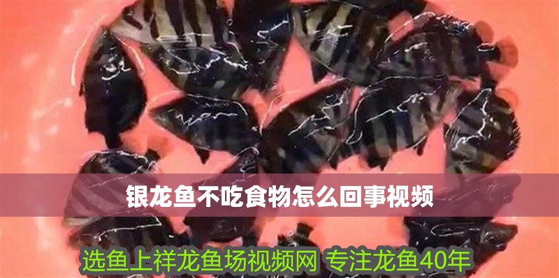 銀龍魚不吃食物怎么回事視頻