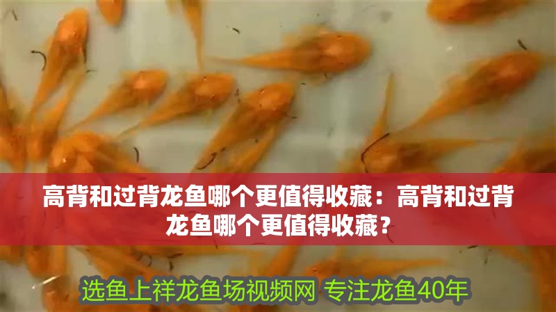 高背和過背龍魚哪個更值得收藏：高背和過背龍魚哪個更值得收藏？