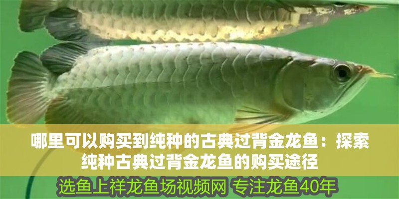 哪里可以購(gòu)買到純種的古典過(guò)背金龍魚(yú)：探索純種古典過(guò)背金龍魚(yú)的購(gòu)買途徑