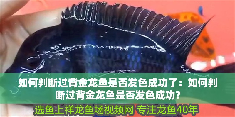 如何判斷過背金龍魚是否發色成功了：如何判斷過背金龍魚是否發色成功？