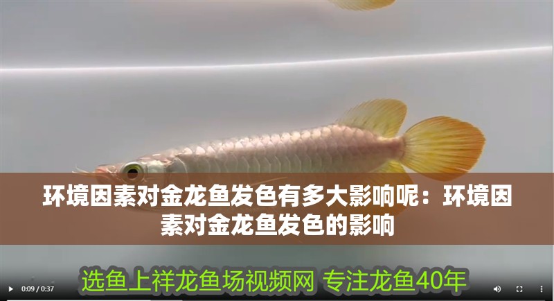 環(huán)境因素對金龍魚發(fā)色有多大影響呢：環(huán)境因素對金龍魚發(fā)色的影響