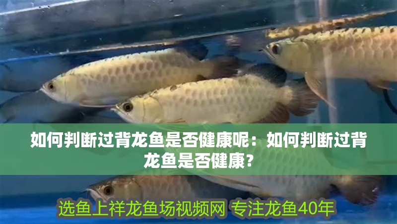 如何判斷過背龍魚是否健康呢：如何判斷過背龍魚是否健康？
