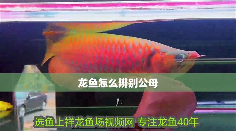 龍魚怎么辨別公母