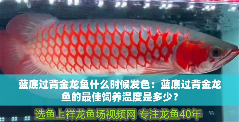 藍底過背金龍魚什么時候發色：藍底過背金龍魚的最佳飼養溫度是多少？