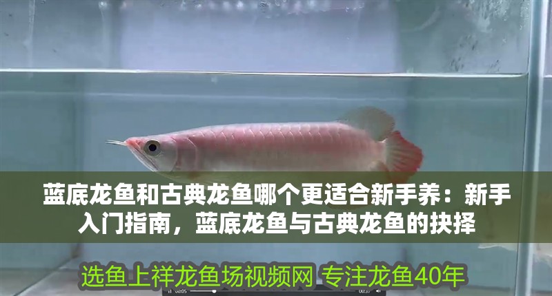 藍底龍魚和古典龍魚哪個更適合新手養：新手入門指南，藍底龍魚與古典龍魚的抉擇