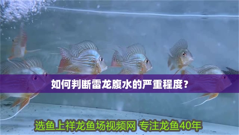 如何判斷雷龍腹水的嚴重程度？