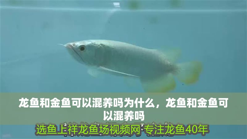 龍魚和金魚可以混養嗎為什么，龍魚和金魚可以混養嗎