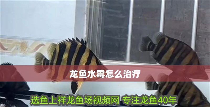龍魚水霉怎么治療