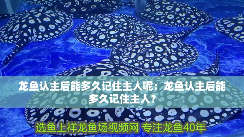 龍魚認主后能多久記住主人呢：龍魚認主后能多久記住主人？