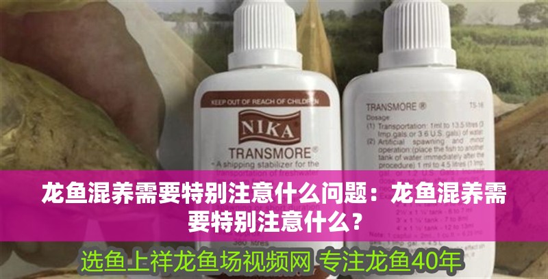 龍魚混養(yǎng)需要特別注意什么問題：龍魚混養(yǎng)需要特別注意什么？