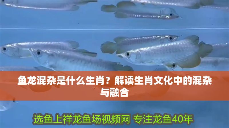 魚龍混雜是什么生肖？解讀生肖文化中的混雜與融合 魚龍混雜是什么生肖？解讀生肖文化中的混雜與融合 龍魚百科 第1張