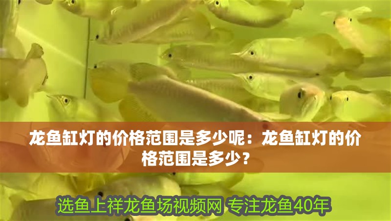 龍魚缸燈的價格范圍是多少呢：龍魚缸燈的價格范圍是多少？